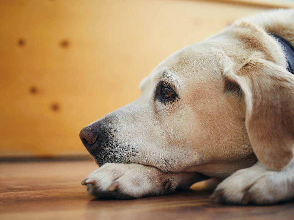 Workshop: Expertenkurs - Klopftechnik für Hunde