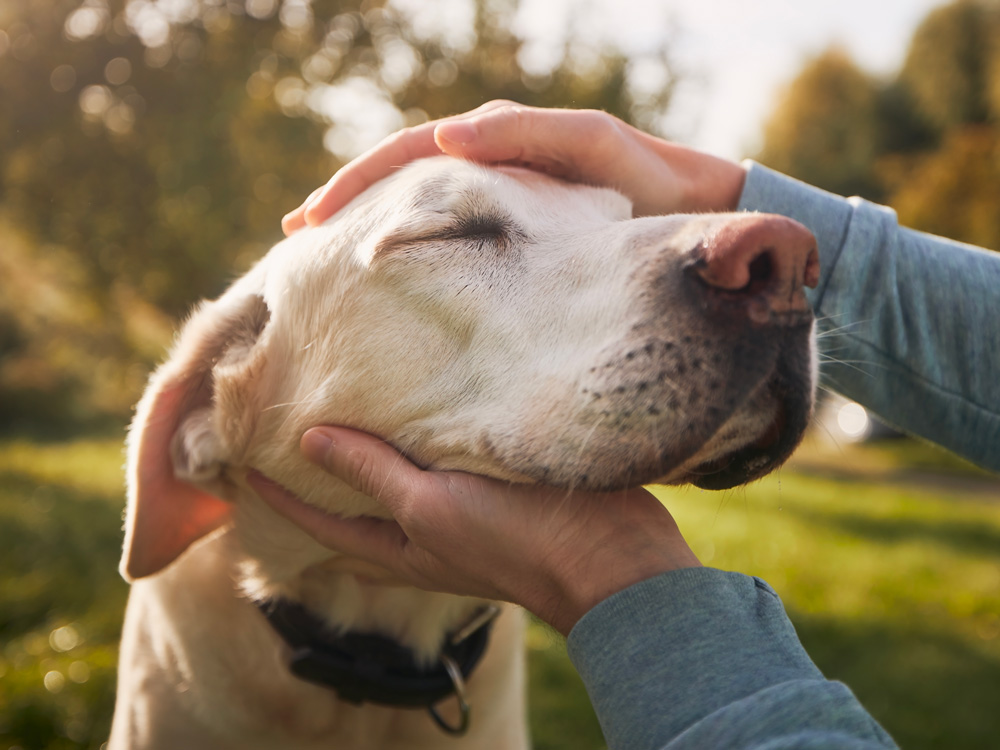 Workshop: Grundlagen der Klopftechnik für Hunde